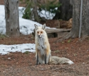 RedFox005